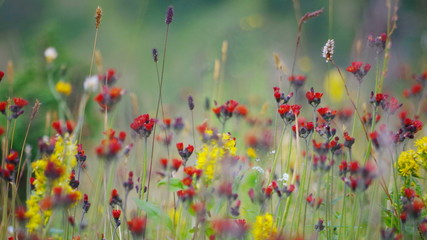 wild flowers