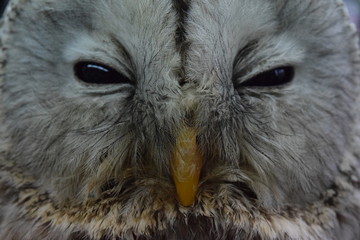  Face of Ezo Owl