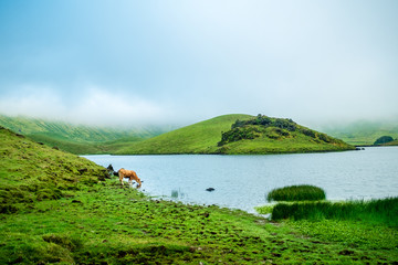 Cow drinking water near a lake on the cauldron of Corvo Island in Azores