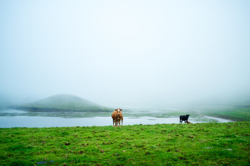 Some cows on a green field near a lake on the bottom of cauldron of Corvo Island in Azores