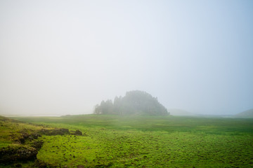 A little group of trees under a fog  on the cauldron of Corvo Island in Azores