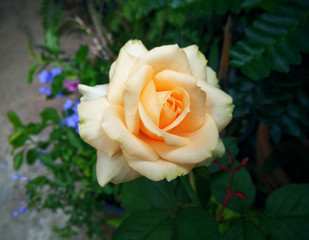 beautiful yellow-orange rose with purple flowers in the background. 