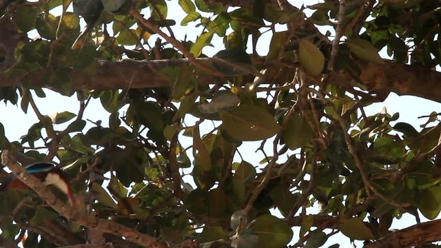 Predatory of Kingfisher. Pair of Tree Kingfisher (Halcyon smymensis) stole chick from bird's nest, kills on branch, tries to swallow it. 