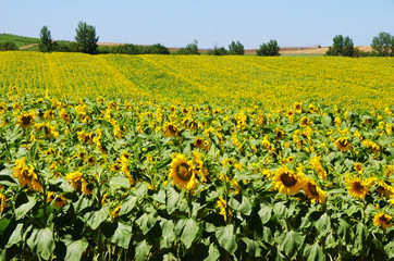 field of blooming sunflowers, Alentejo, Portugal