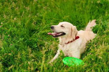 Portrait of a white dog golden retriever on green grass in summer park on sunny day. Closeup portrait of white retriever dog outdoors