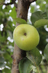lonely Apple on a branch