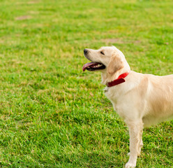 Golden Retriever looking at his owner in summer park