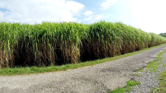 switch grass, renewable support for gas