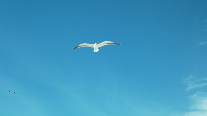 The seagull