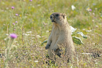 big furry marmot sitting on a meadow on a beautiful Sunny summer day