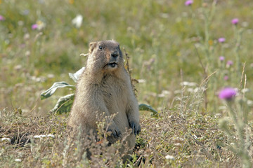 Naklejka na ściany i meble big furry marmot sitting on a meadow on a beautiful Sunny summer day