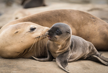 Sea Lion Pup and Mom Giving a Kiss on the Rocky Shore in La Jolla, California