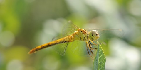 libellule jaune sur une feuille © Guy Pracros