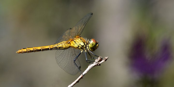 libellule jaune sur une brindille