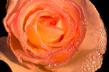 Closeup of a rose with water drops