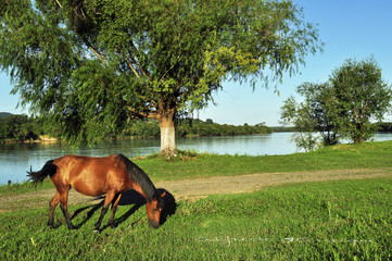 horse and river 