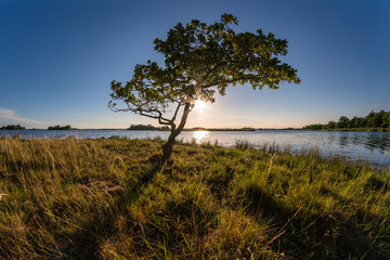 Lonely tree, beautiful sunset and the ocean © DZiegler
