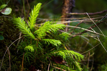 young spruce close up natural forest background small green fir 