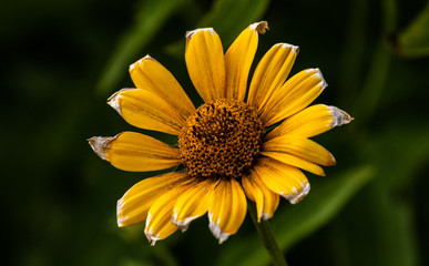 Sonnenauge Blüte gelbe Blume