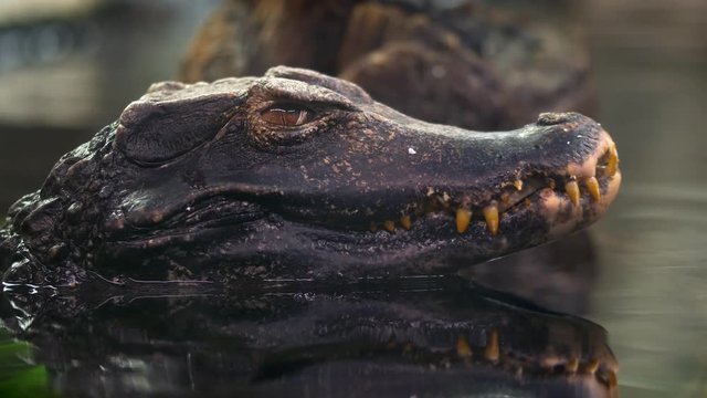 Cuvier's dwarf caiman 