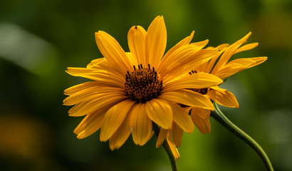 Sonnenauge Blüte gelbe Blume