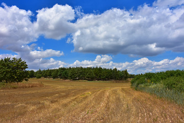 Fototapeta na wymiar Italy, Puglia region, view and detail in the high Murgia area with trees, meadows,