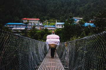 Nepalese porter sherpa carrying heavy sacks and crossing a suspension bridge in Everest Region....
