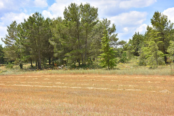 Italy, Puglia region, view and detail in the high Murgia area with trees, meadows,