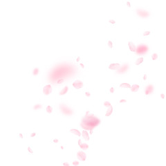 Sakura petals falling down. Romantic pink flowers corner. Flying petals on white square background. 