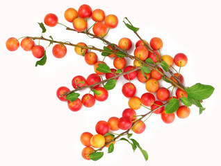 Plums isolated on white, top view