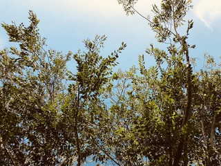 Obraz premium Zielone życie