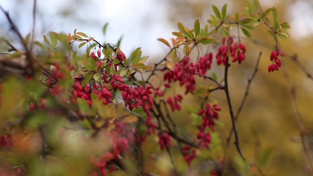 Closeup of goji berry plant, Red Berberis fruits and trees fall thunberg barberry is species of berberis vulgaris also known as common barberry european or simply barberry is a shrub Closeup
