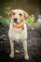 The Golden Labrador