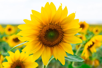 Fototapeta premium sunflower