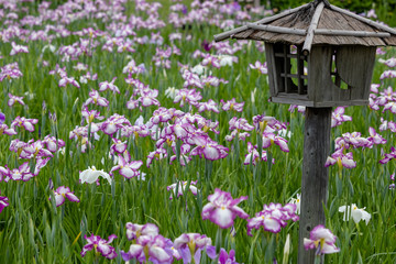 Iris flowers in the Koiwa iris garden in Edogawa-city, Tokyo, Japan / Koiwa iris garden is public garden by edogawa river