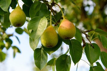 Juicy pear on a branch