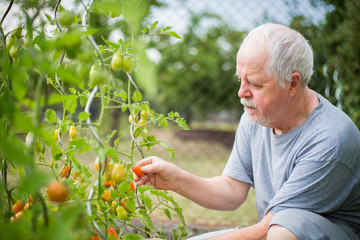 Senior man harvesting fresh, red and yellow tomatoes on his huge garden, gardening concept