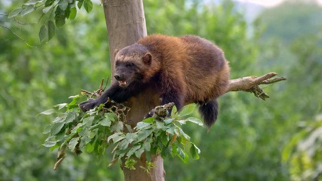 Wolverine up in the tree