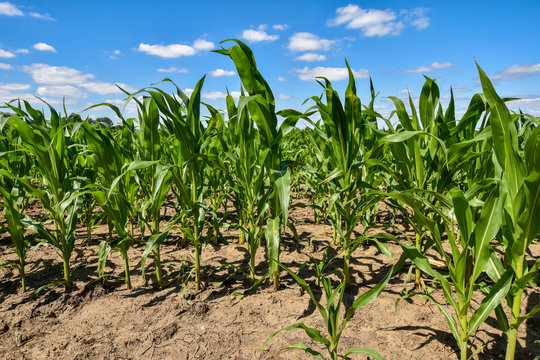 Corn, which has grown poorly due to the drought under blue sky