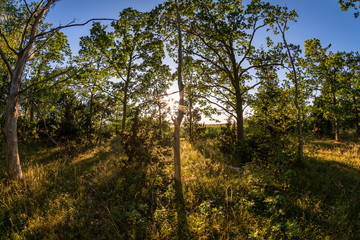 Fototapeta premium Sunshine in a forest
