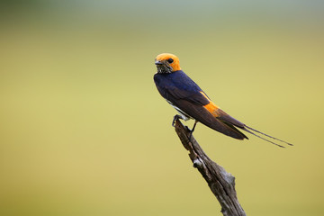 The lesser striped swallow (Cecropis abyssinica) sitting on the branch. Swallow with green...