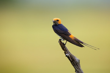 The lesser striped swallow (Cecropis abyssinica) sitting on the branch. Swallow with green background. A singing swallow on a branch.African swallov on the branch with green background.