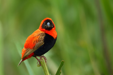 The southern red bishop or red bishop (Euplectes orix) sitting on the branch with green background. Red passerine at courtship in reeds.