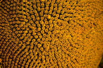 Spiral pattern in center of sunflower close up showing beautiful texture with neatly arrangement of nature creation