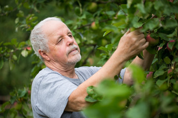 Senior man harvesting fresh red apple on his huge garden, gardening concept