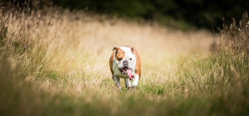 The English Bulldog