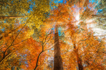 multi color trees in the autumn forest