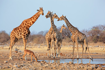 Naklejka premium Stado żyraf (Giraffa camelopardalis) przy wodopoju, Park Narodowy Etosha, Namibia.