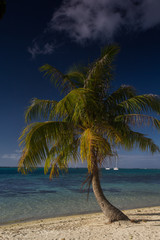 The Bora-Bora postcard, the palm, the sand and the blue sea!