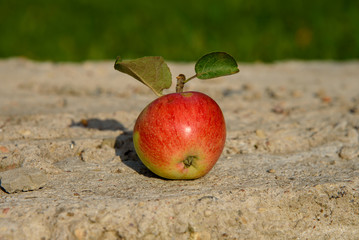 A juicy apple lies on a concrete slab